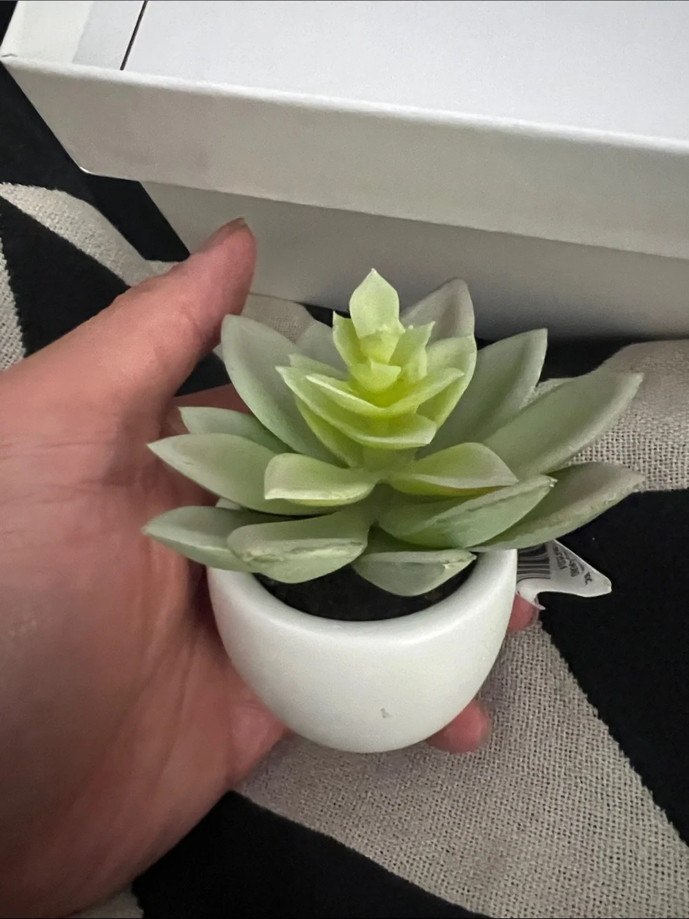 Artificial Succulent in White Ceramic Pot - Super Cute
